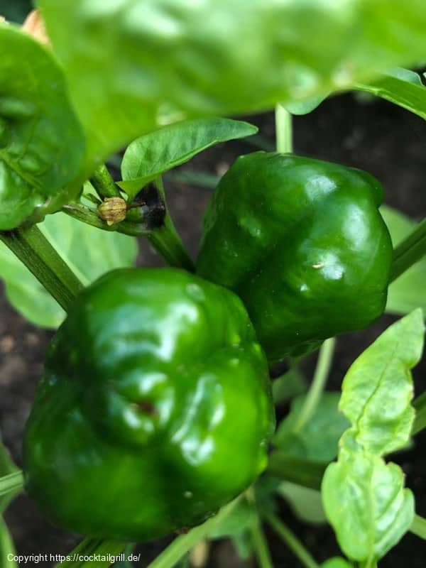 Paprika
