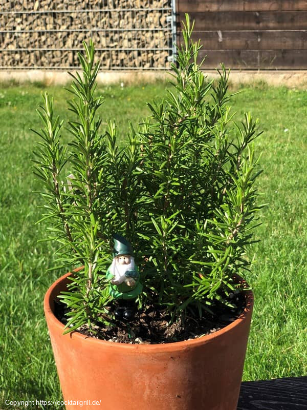 Rosmarin im Topf