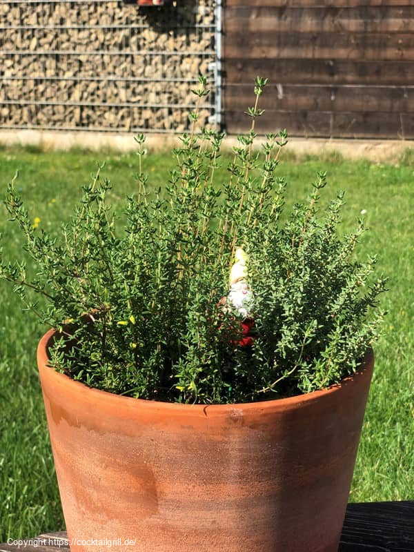 Thymian im Topf