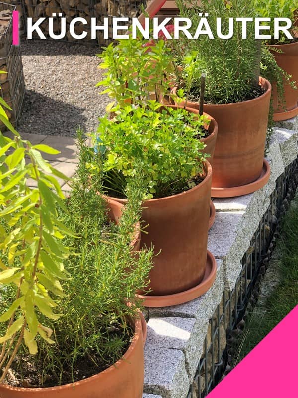 zu den Küchenkräutern