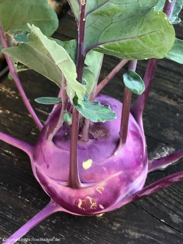 Blauer Kohlrabi