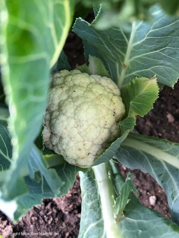 Blumenkohl Blumenkohl