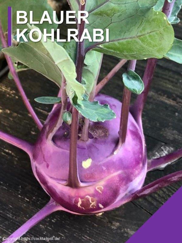 Blauer Kohlrabi