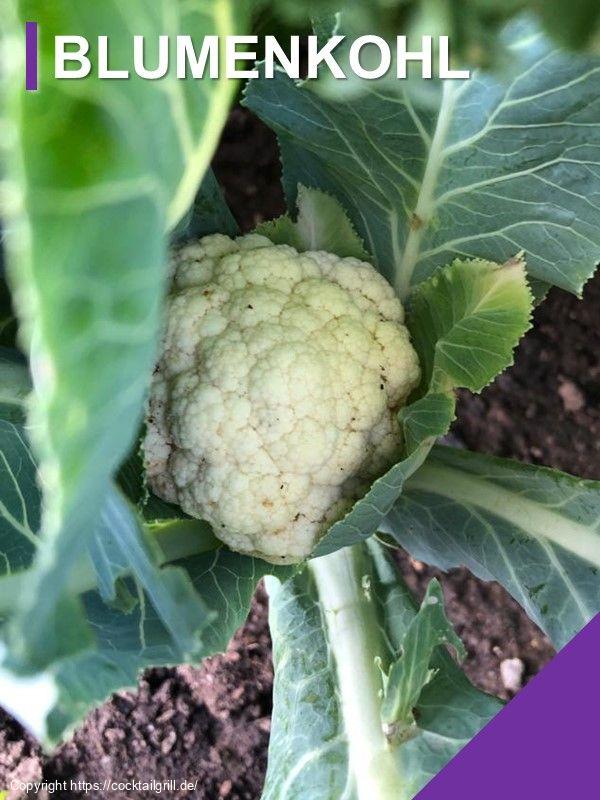 Blumenkohl