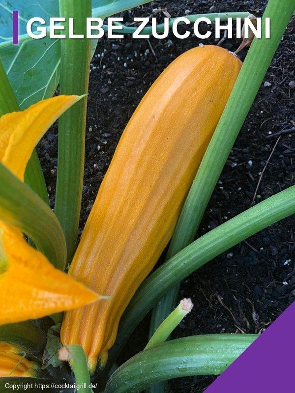 Gelbe Zucchini