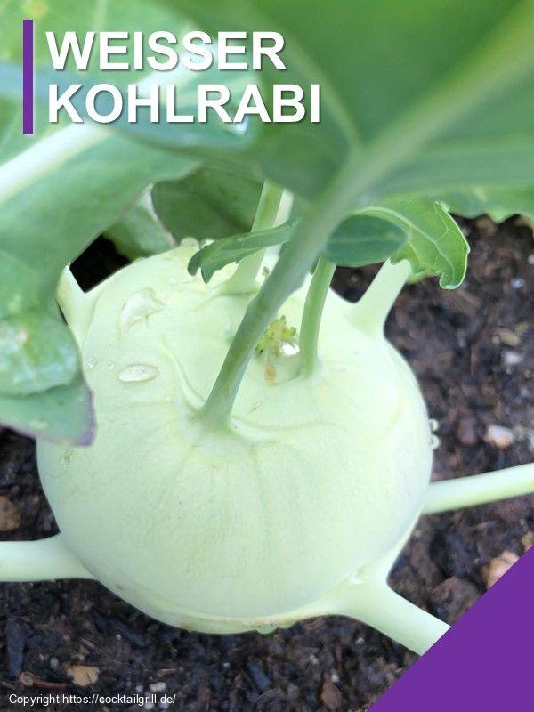 Weißer Kohlrabi