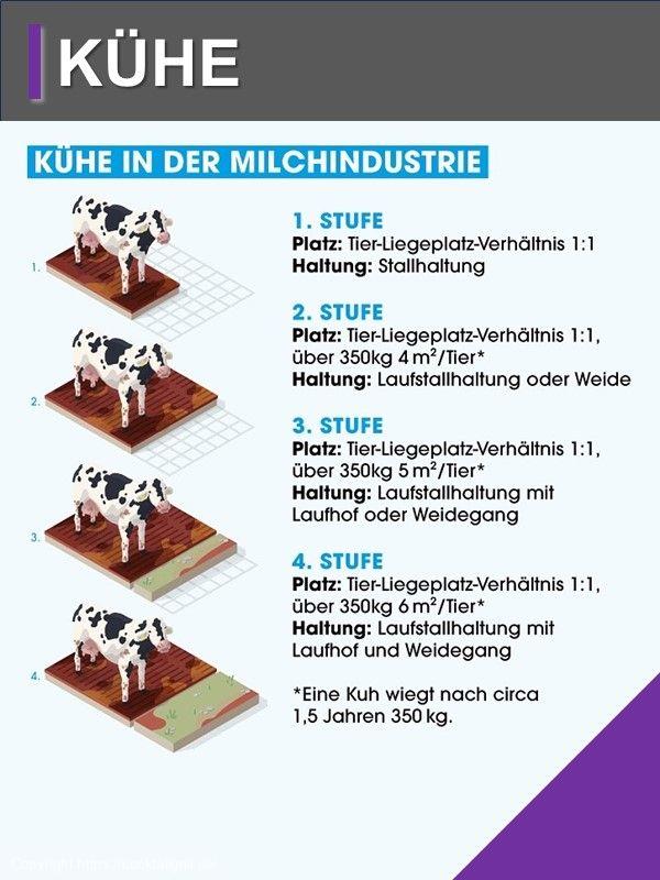 Kühe Haltungsform