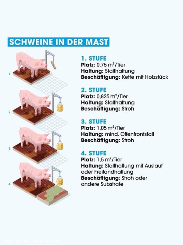 Schweine Haltungsform