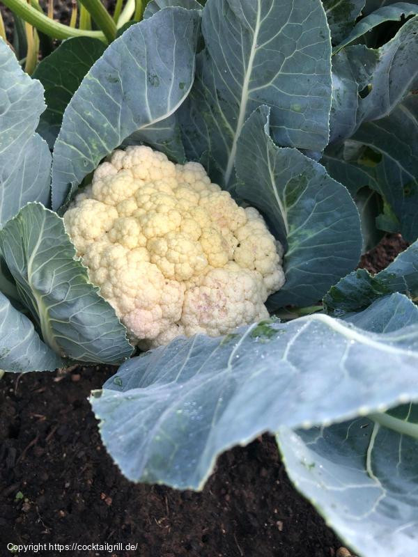 Blumenkohl