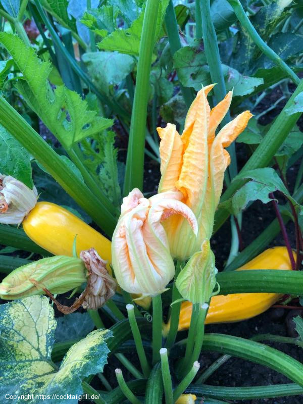 Gelbe Zucchini