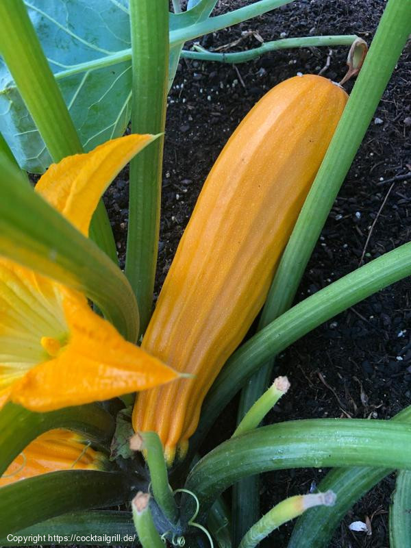 Gelbe Zucchini