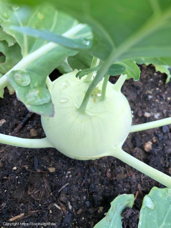 Weißer Kohlrabi