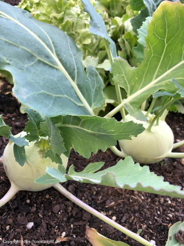 Weißer Kohlrabi